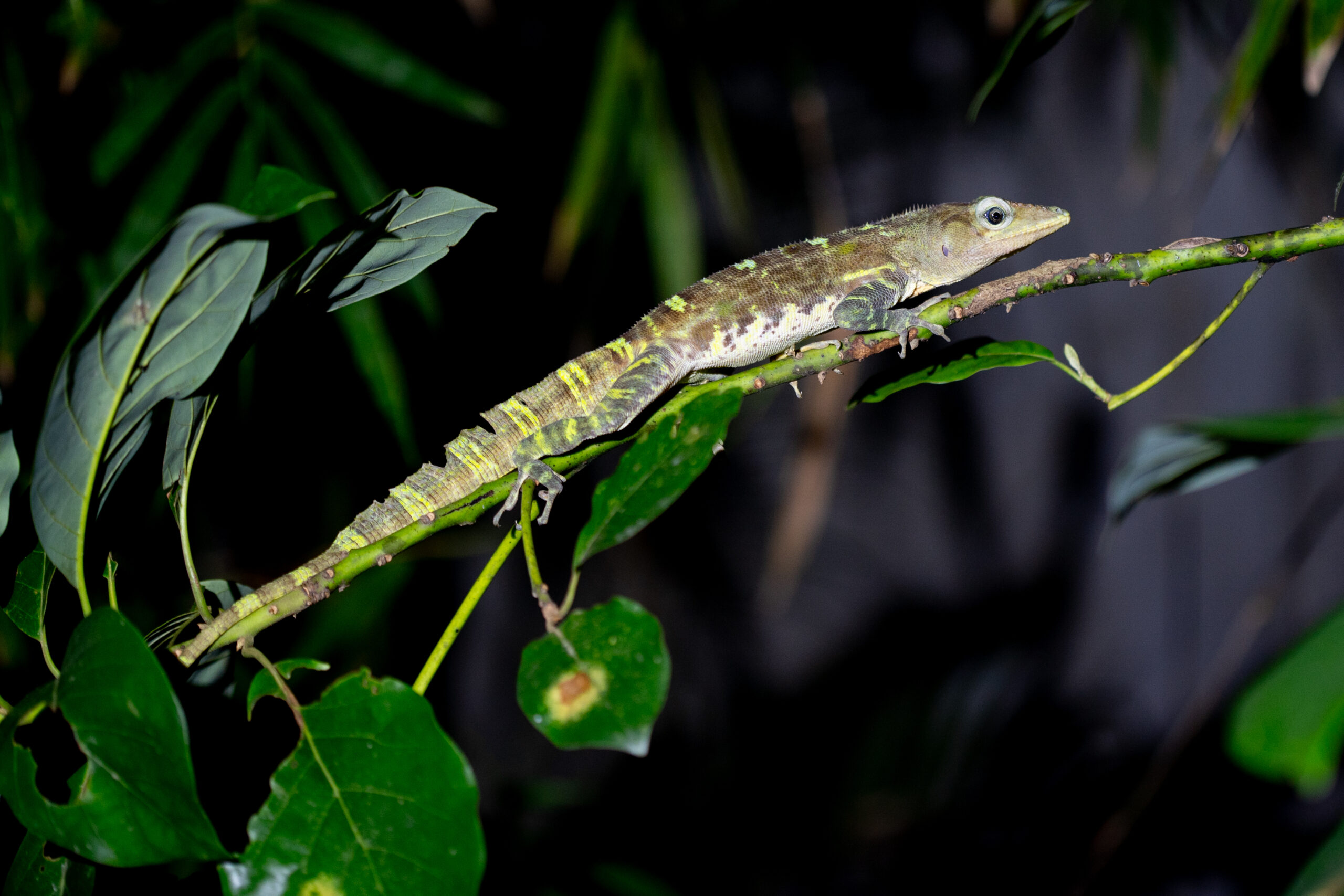 Saltacocote: el descanso de un habitante de los árboles 55512015555 0e4b6a2238 o