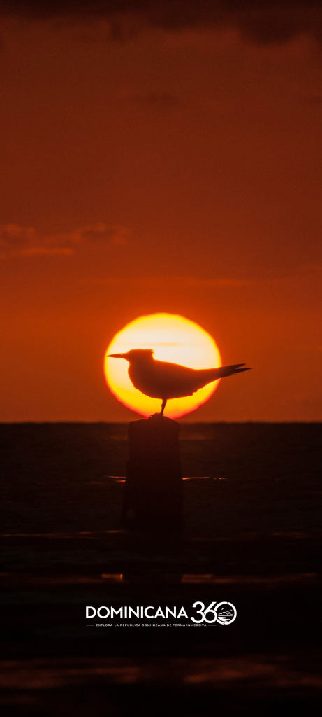 wpatardecer